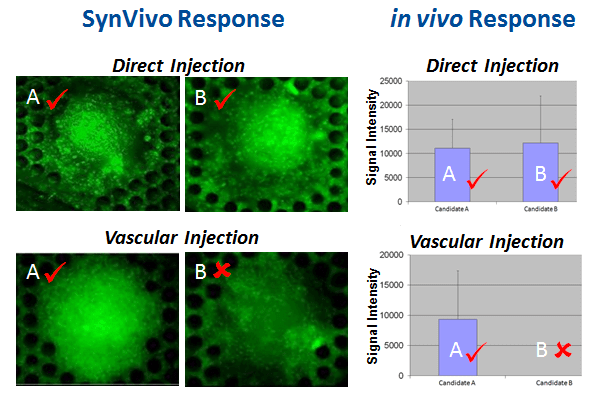 Imaging Results of SynVivo’s Response compared to in vivo Response  Screening of polymers for gene delivery accurately reproduces in vivo responses (candidate A and B both perform well when directly injected into tumor, while under vascular injection candidate A performs well and candidate B performs poorly).