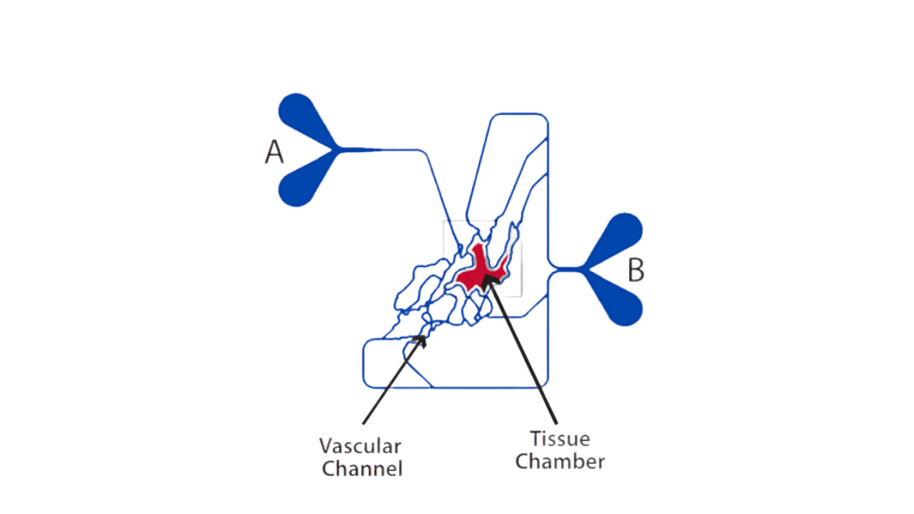 Illustration of SynVivo's Microvascular Network Co-Culture Chips (SMN2)