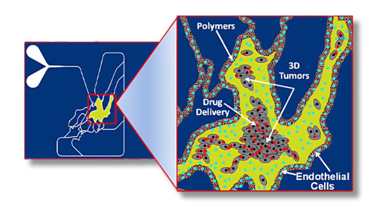 Close-up illustration of the SynTumor Microvascular Network Co-Culture Chip
