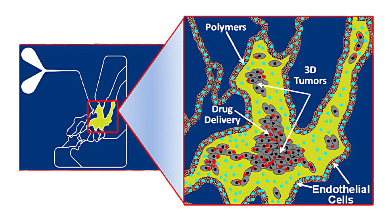Close-up illustration of the SynTumor Microvascular Network Co-Culture Chip