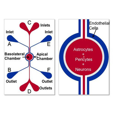 SynBBB Blood Brain Barrier Model - Darwin Microfluidics
