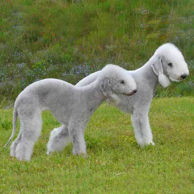 Bedlington Terrier