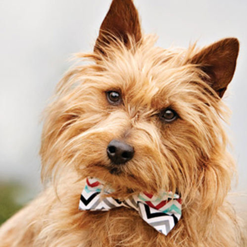 Australian Terrier