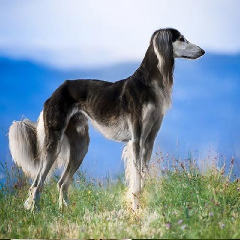 Saluki