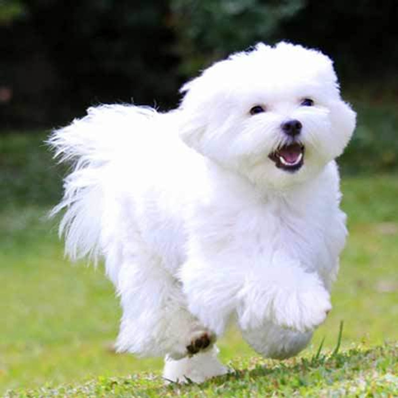 Coton De Tulear