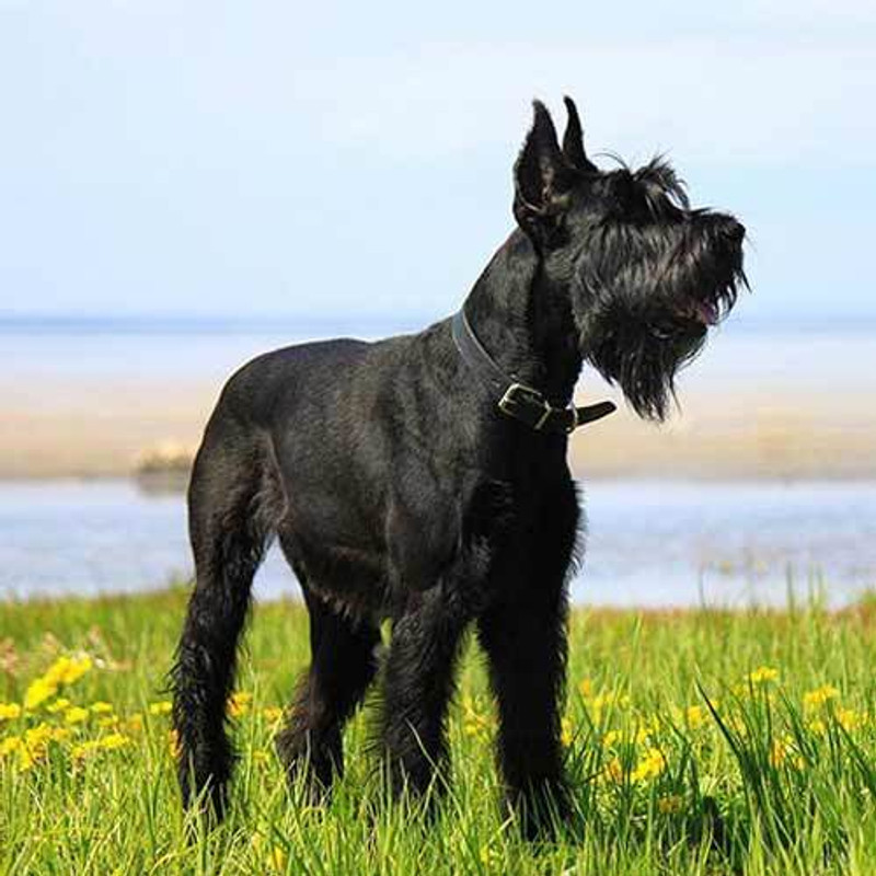 Schnauzer