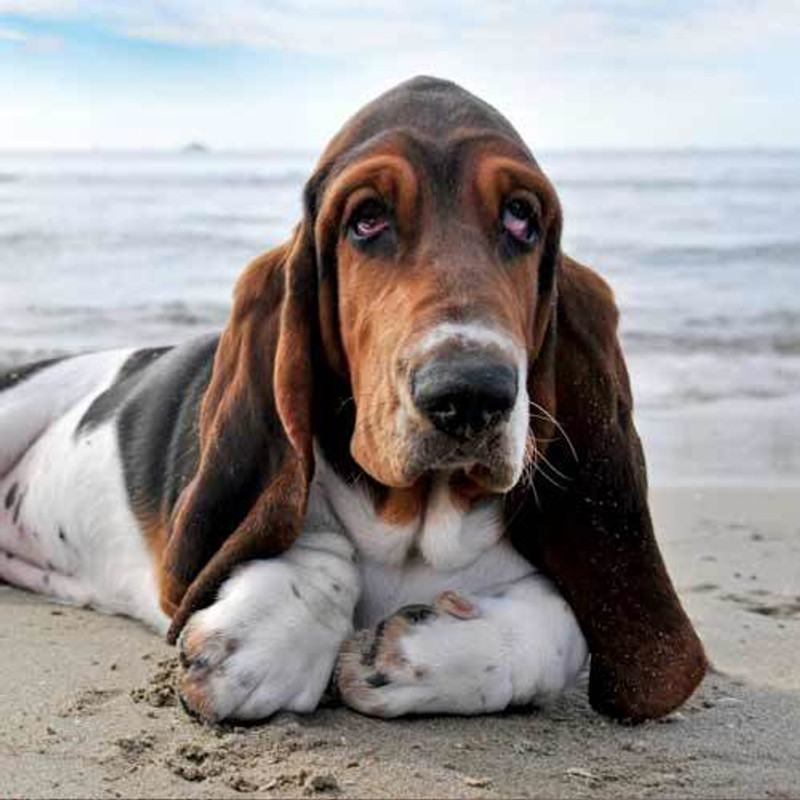 Basset Hound