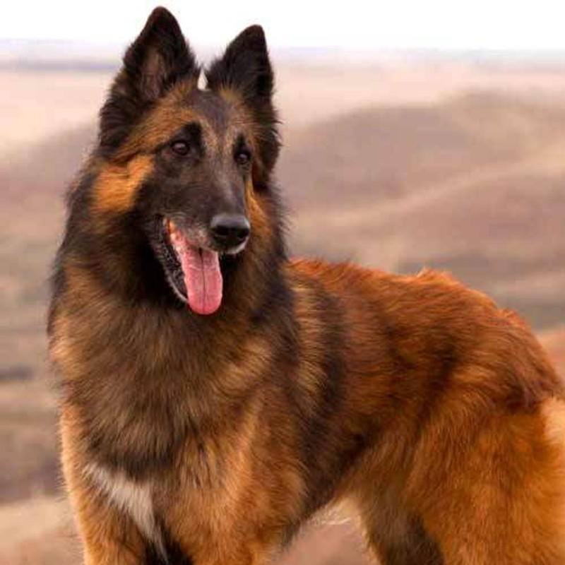 Belgian Tervuren