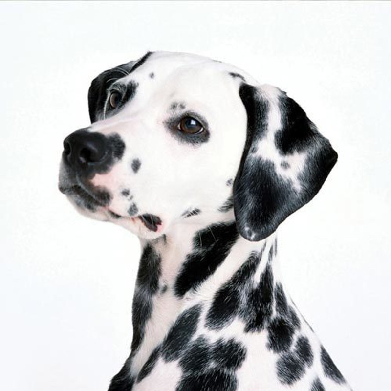 Dalmatian