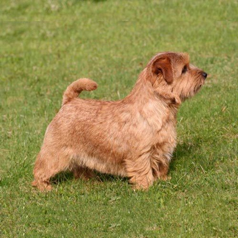 Norfolk Terrier