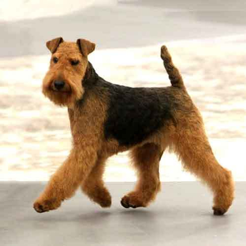 Welsh Terrier