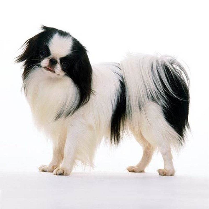 Japanese Chin