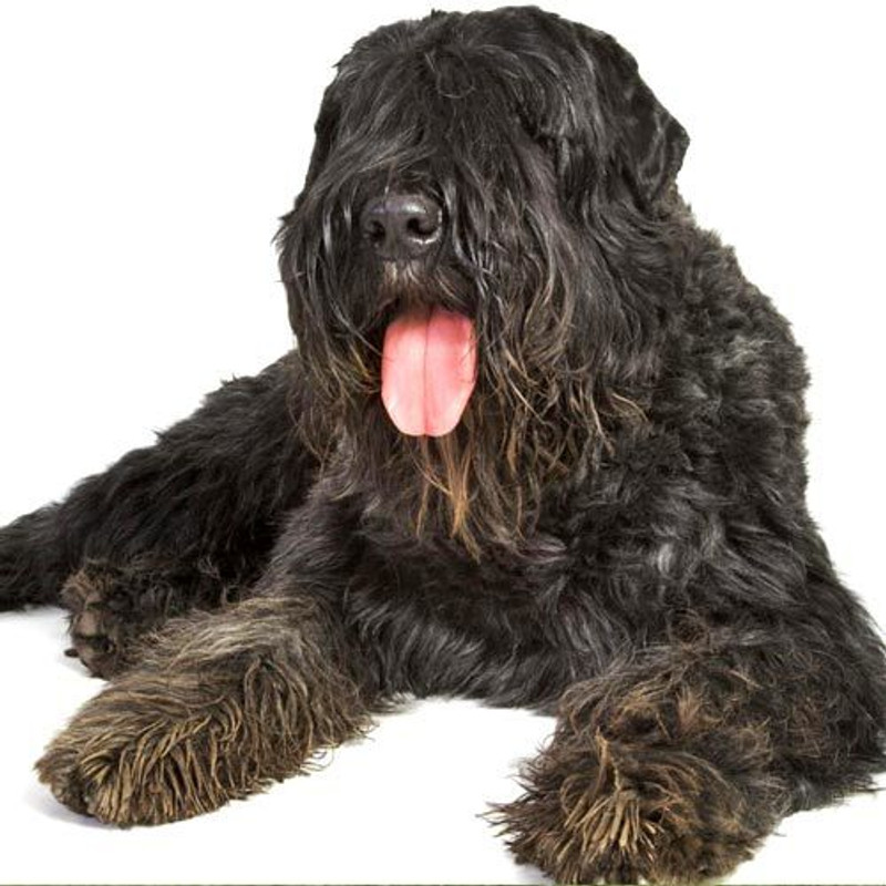 Bouvier Des Flandres