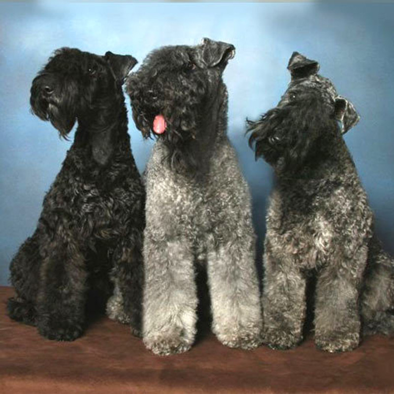 Kerry Blue Terrier