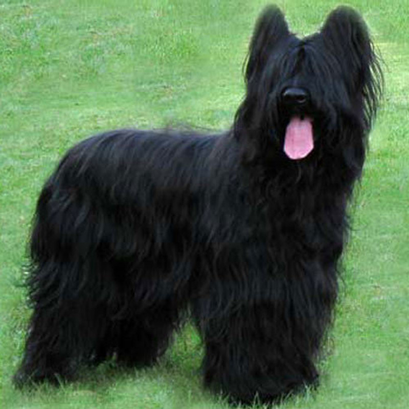 Briard