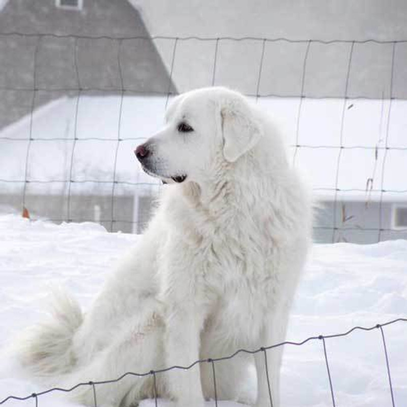 Great Pyrenees