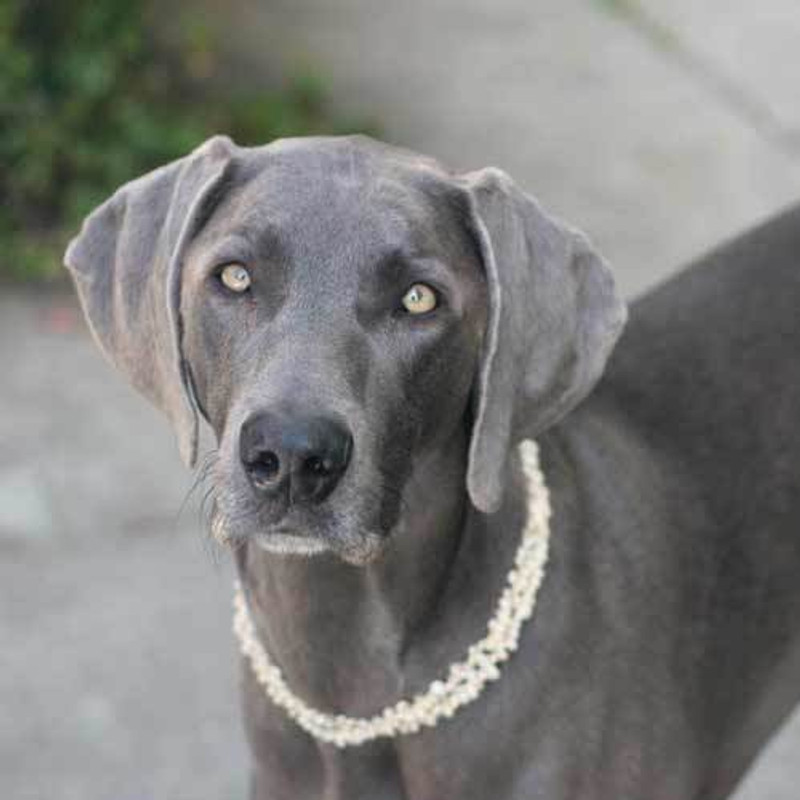 Weimaraner