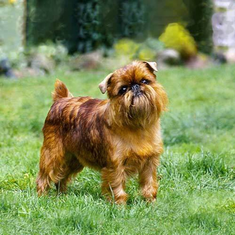 Brussels Griffon