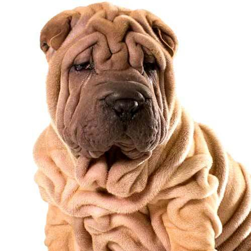 Sharpei