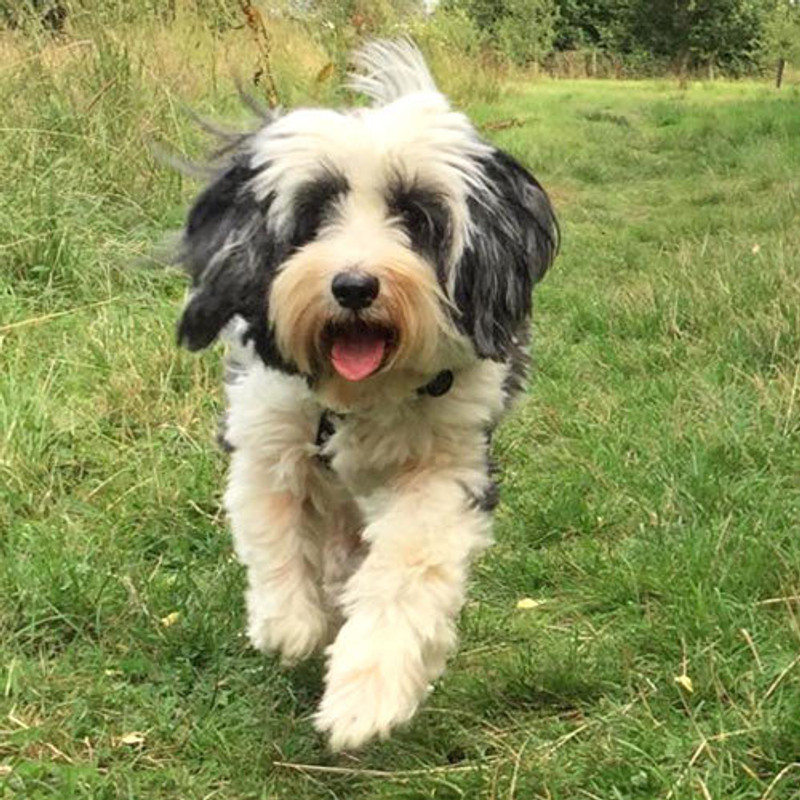 Tibetan Terrier