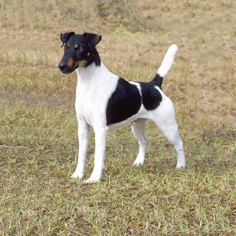 Smooth Fox Terrier