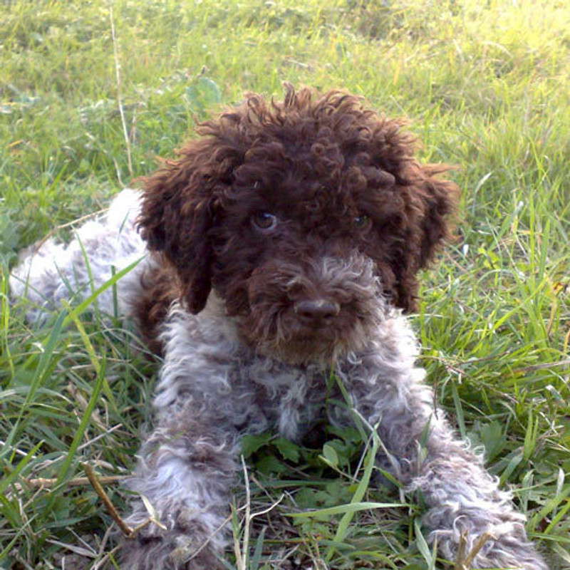 Lagotto Romagnolo