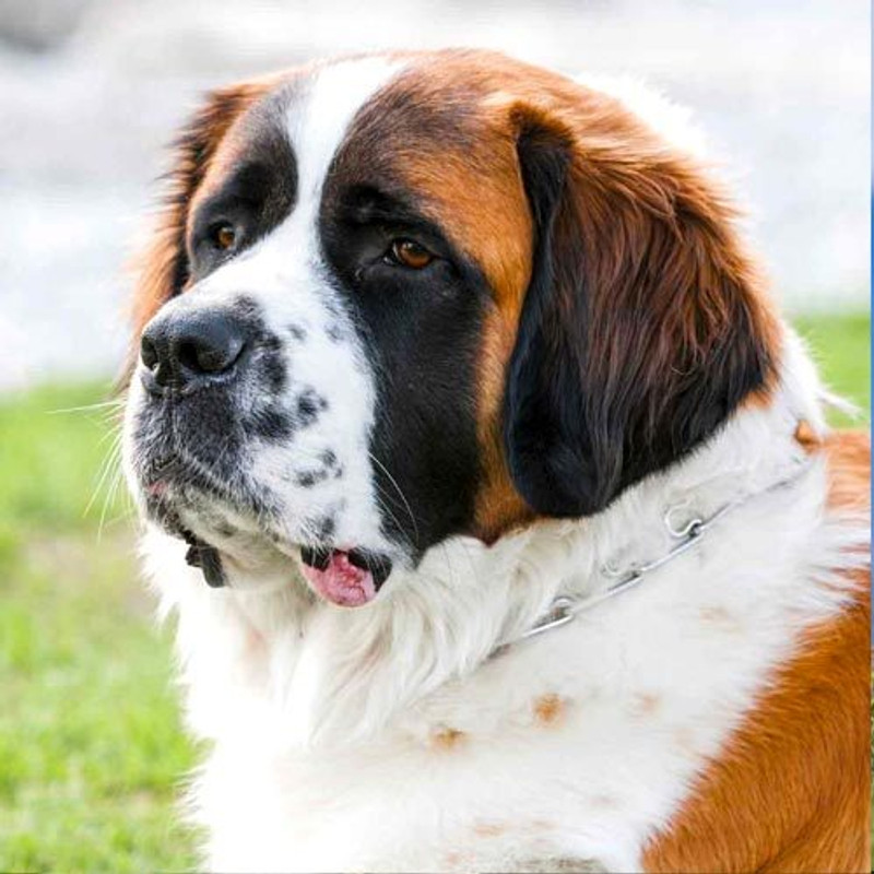 Saint Bernard