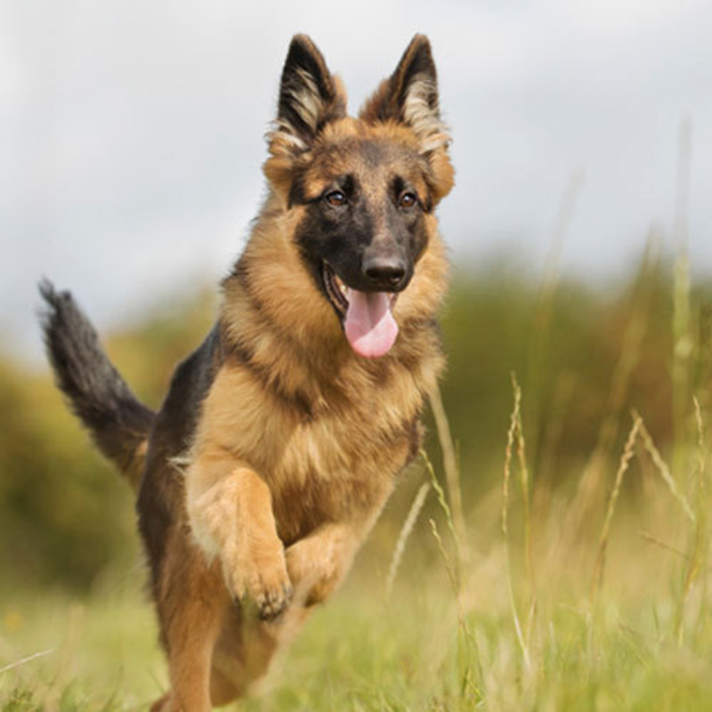 German Shepherd