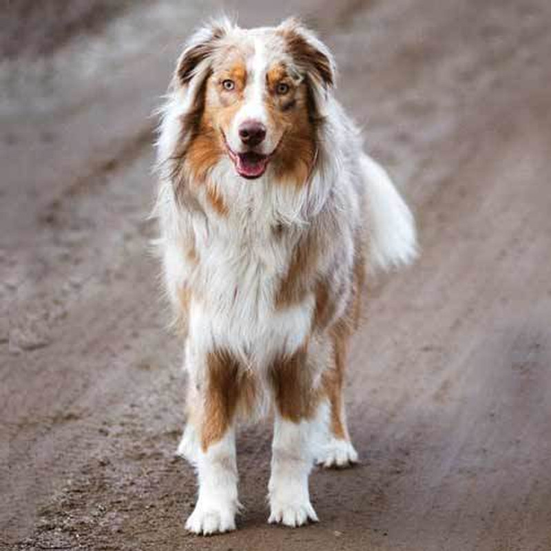 Australian Shepherd