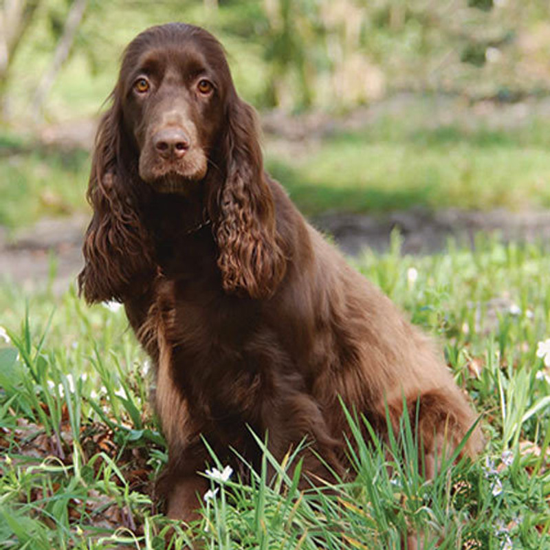 Field Spaniel