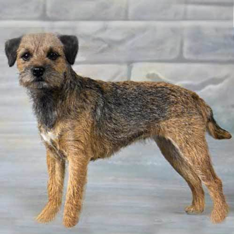 Border Terrier