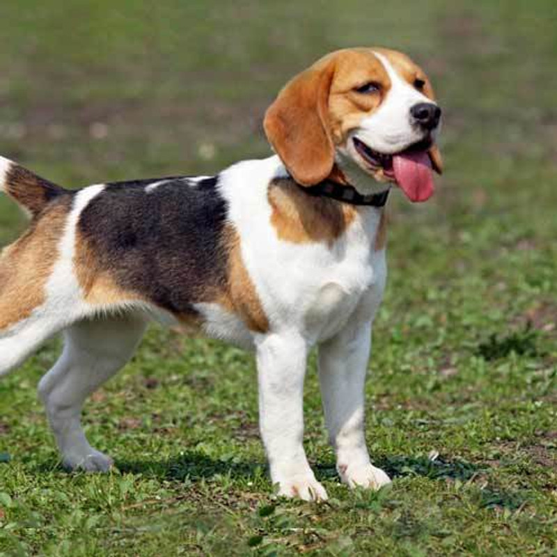 Beagle