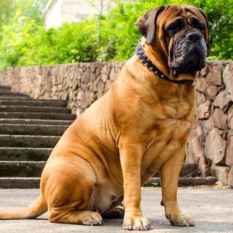 Bull Mastiff