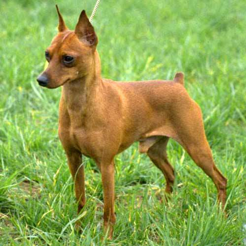 Miniature Pinscher