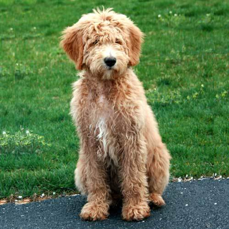 Goldendoodle