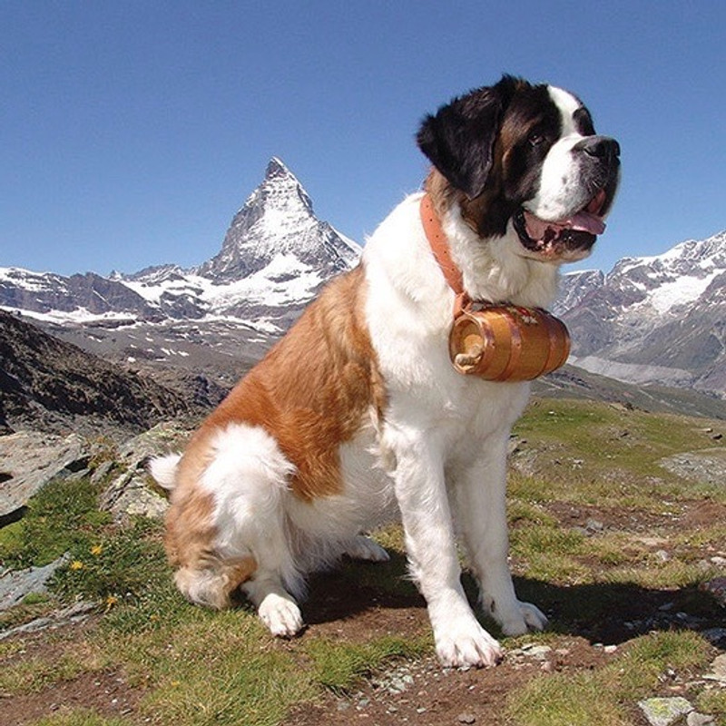St. Bernard to Yorkie