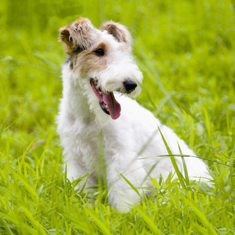 Wire Fox Terrier