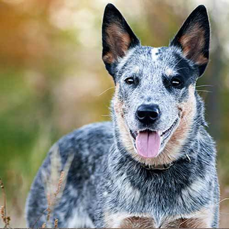 Australian Cattle Dog