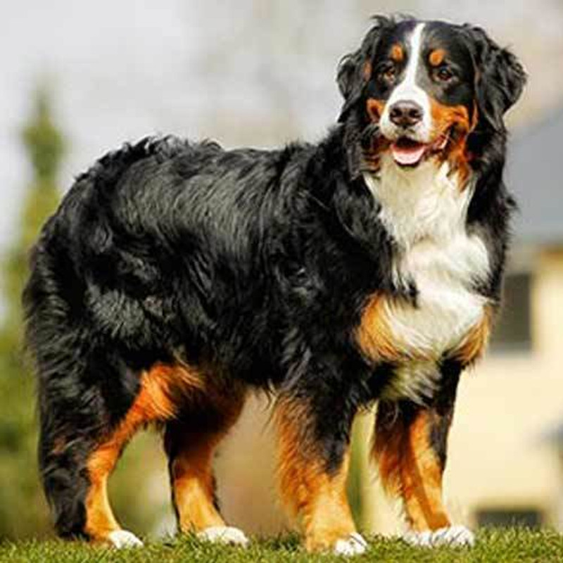 Bernese Mountain Dog