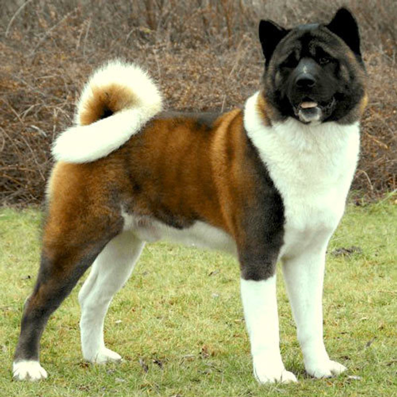 Akita