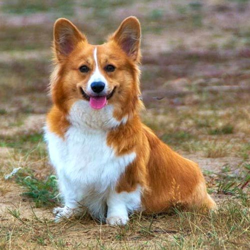 Corgi Pembroke