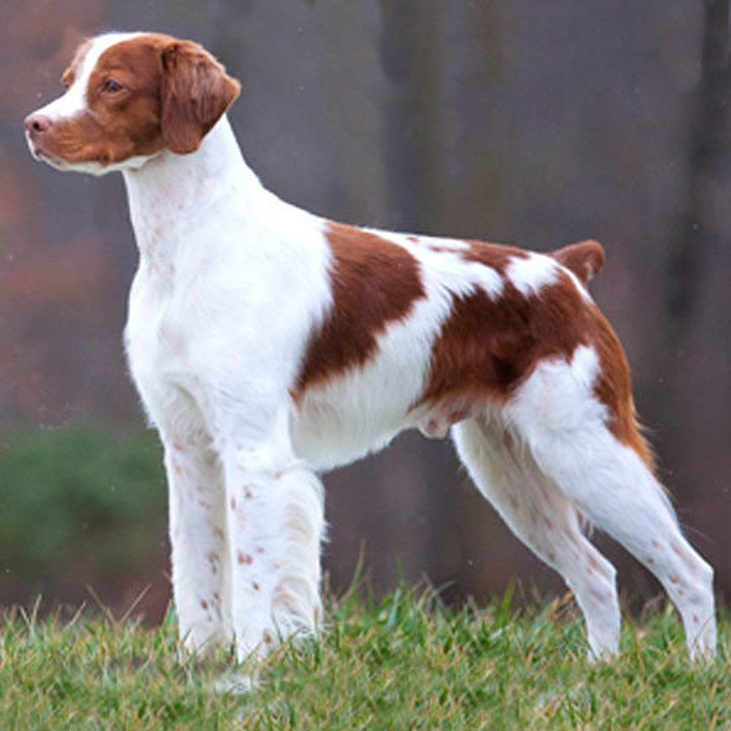 Brittany Spaniel