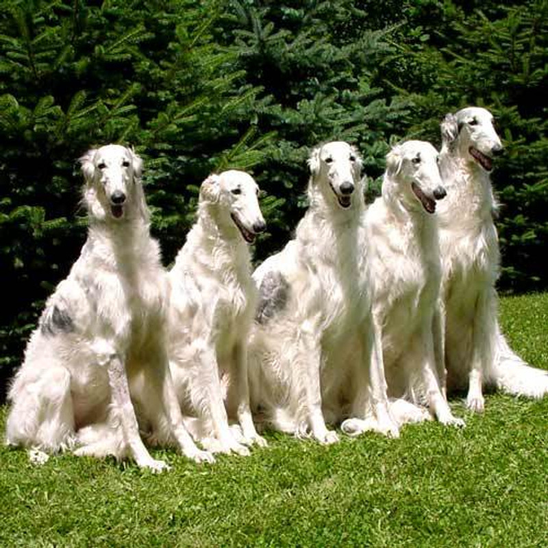 Borzoi