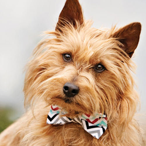 Australian Terrier