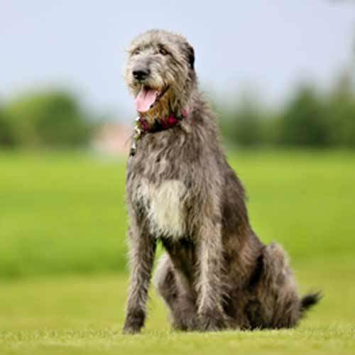 Irish Wolfhound