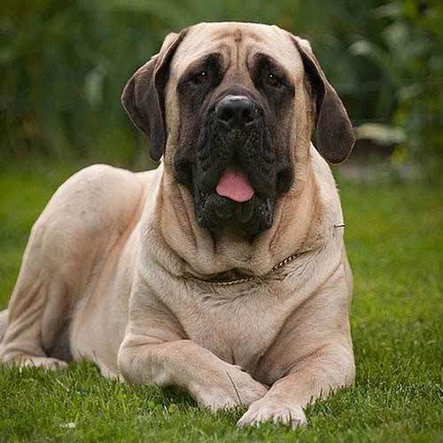 Mastiff