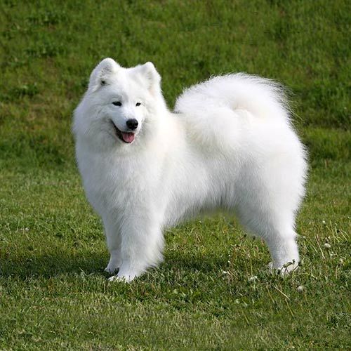 Samoyed