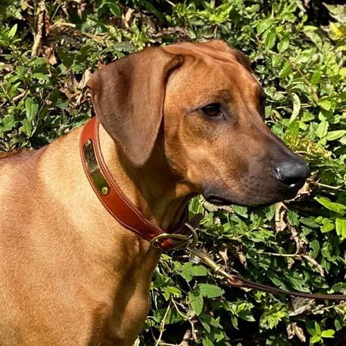 Rhodesian Ridgeback