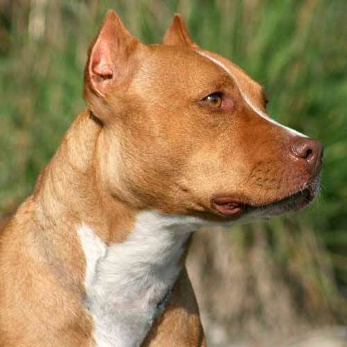 Pit Bull