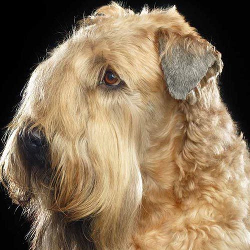 Wheaten Terrier